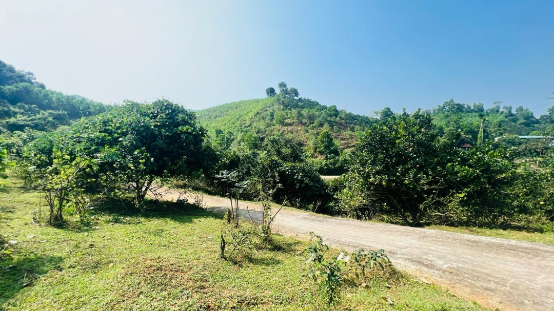 Chuyển Nhượng 2,2Ha Đất Thổ Cư Và Cây Lâu Năm Tại Hoà Bình