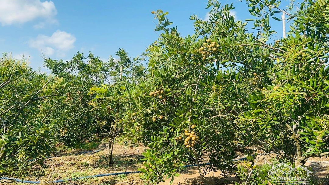 Chủ Kẹt Cần Bán Gấp Vườn Nhãn Toạ Lạc Tại Bông Trang Huyện Xuyên Mộc Tỉnh Brvt