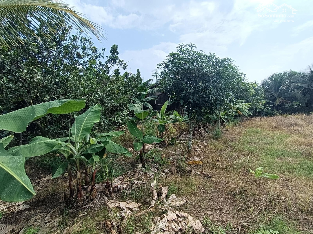 Đất Vườn Quy Hoạch Thổ Cư,Ngay Khu Dân Cư Đông Đúc,Đường Ôtô Tận Nơi.
