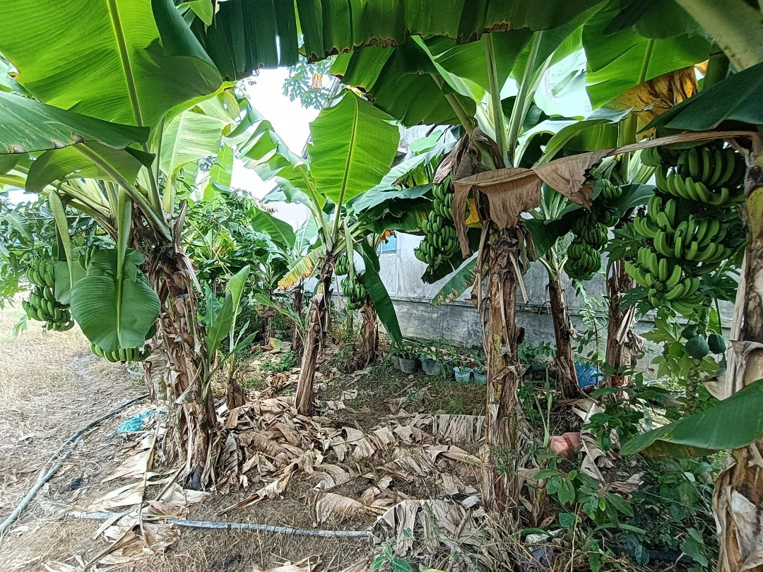 Đất Vườn Quy Hoạch Thổ Cư,Ngay Khu Dân Cư Đông Đúc,Đường Ôtô Tận Nơi.