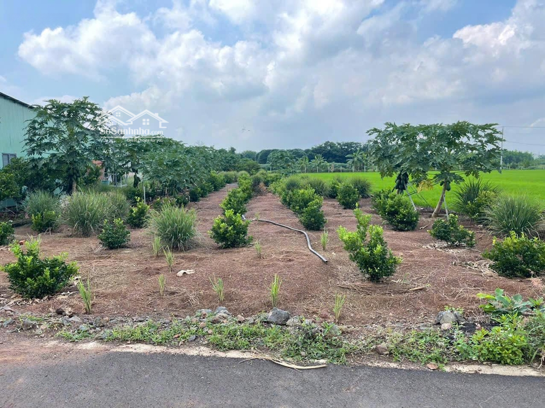 Bán 389,4M2Mặt Tiềnnhựa Phạm Hùng Nối Dài Phước Long Thọ, Đất Đỏ Thích Hợp Đầu Tư Hay Làm Vườn