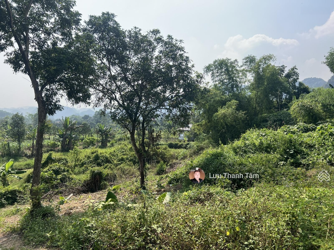 Cần Bán Lô Đất 2360M2 Có 1300M3 Thổ Cư Tại Hợp Thanh Lương Sơn Hòa Bình