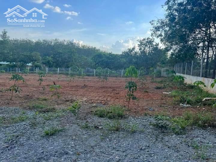 Bán đất vườn cao su giá rẻ 5.5 tỷ/11.808 m2