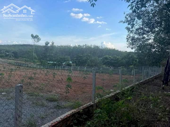 Bán đất vườn cao su giá rẻ 5.5 tỷ/11.808 m2
