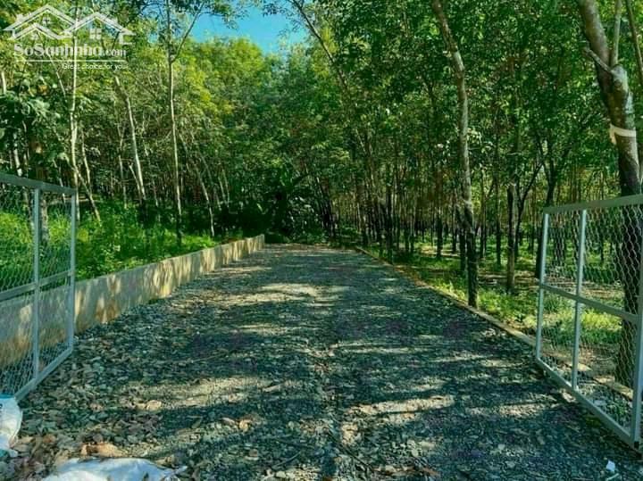 Bán đất vườn cao su giá rẻ 5.5 tỷ/11.808 m2