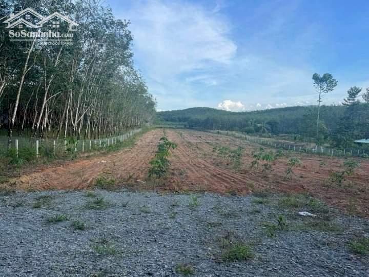 Bán đất vườn cao su giá rẻ 5.5 tỷ/11.808 m2