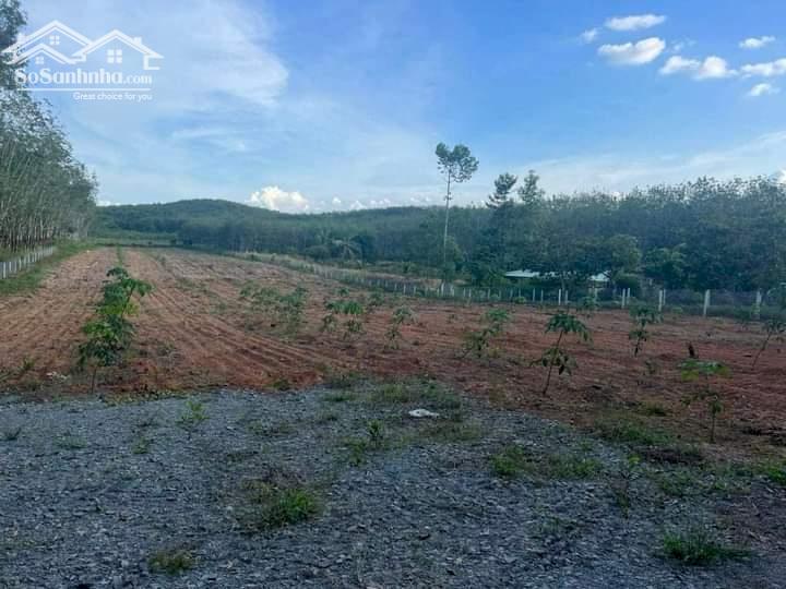Bán đất vườn cao su giá rẻ 5.5 tỷ/11.808 m2