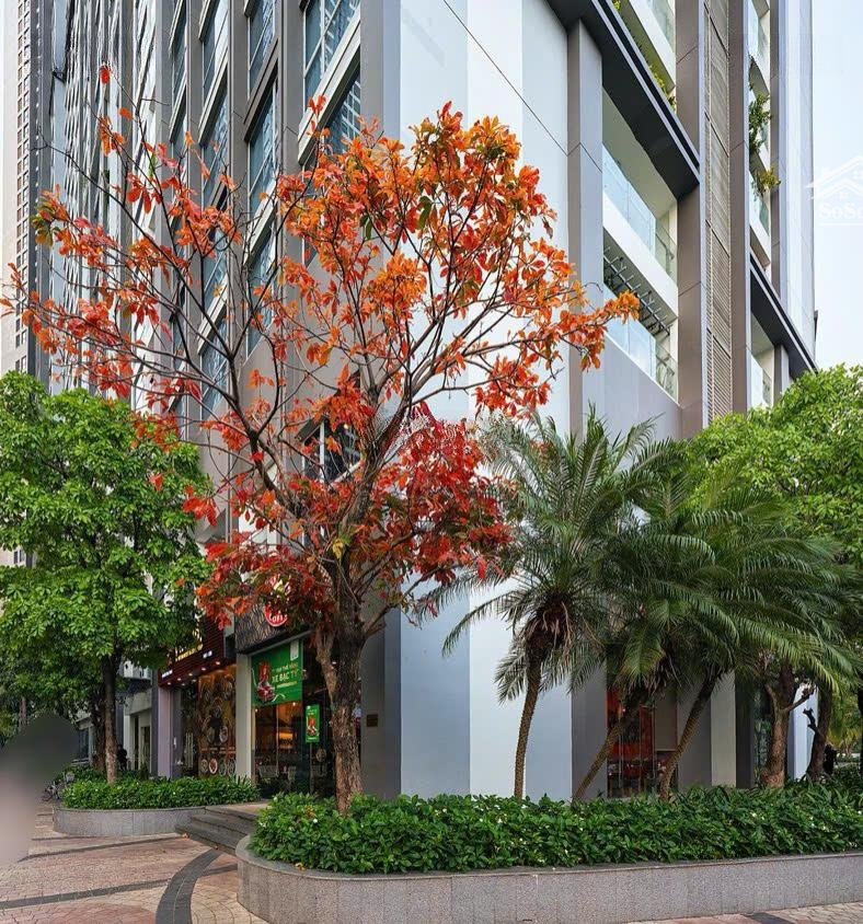 Duy Nhất! Bán Shophouse Dòng Tiền Tốt 163,059 Triệu/Tháng, Căn Góc Tòa Park, Vị Trí Đẹp Liên Hệ: 0936438239