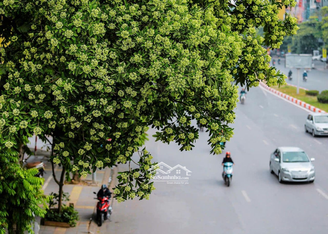 Siêu Phẩm Mặt Phố Nguyễn Chí Thanh, Đống Đa, Kd Đỉnh , 112M, 8 Tầng Thang Máy, M.tiền 5M, Giá Bán 65 Tỷ