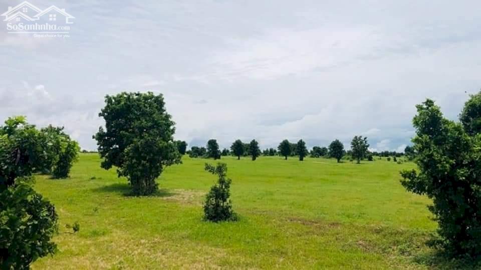Hàng ngợp giá rẻ, 2.500m2 đất xã Hồng Thái, cạnh Bàu Trắng giá 190 triệu – sổ gia hạn 2075 – SHR