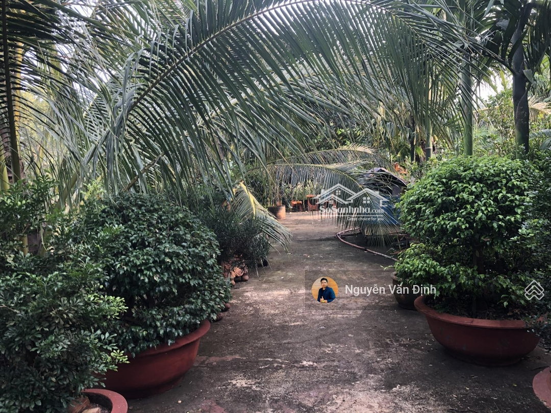 Thị Trấn Phước Hải, 449M2-Ngang 18Mx22M, 100 Thổ Cư, Có Sẵn Vườn Đẹp Mát Mẻ, Giá Bán 2Tyx