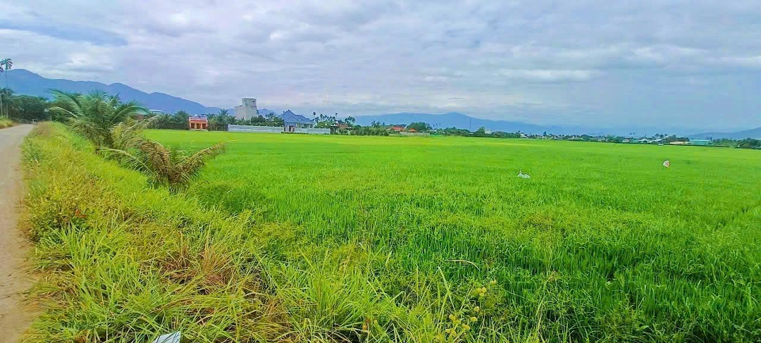 [ Đất Lúa Diên Phú _ Sau Qh Là Đất Ở Và 2 Mặt Đường Ô Tô ]