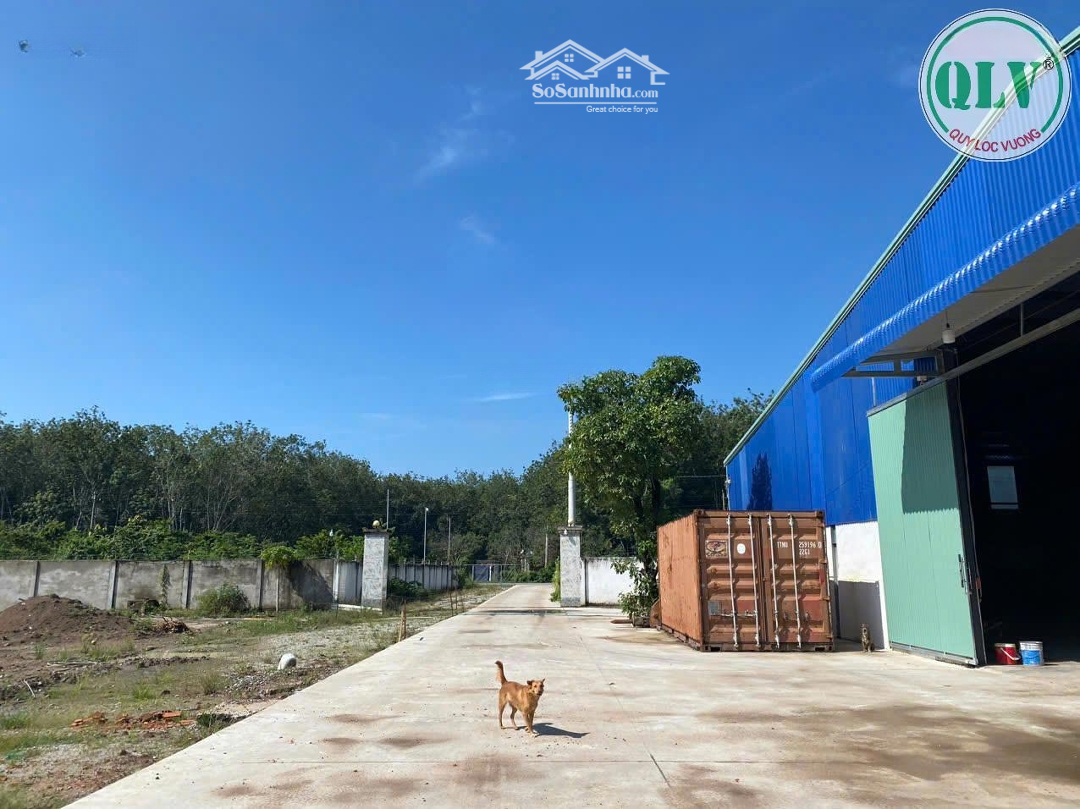 Bán Nhà Xưởng Đang Xây Dựng 15.000 M2 Tại Tân Hiệp, Phú Giáo, Bình Dương