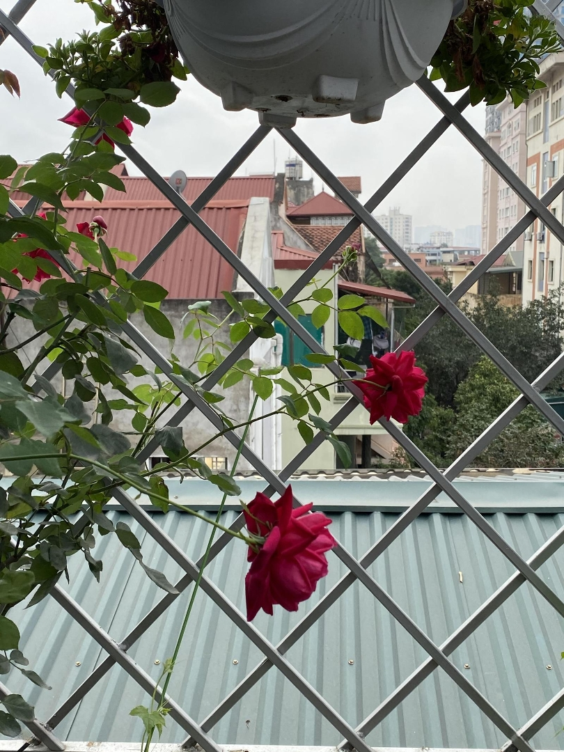 Chính Chủ Cho Thuê Nhà Riêng Mặt Phố Làm Văn Phòng, Lớp Học, Kinh Doanh Tại Phố Hoàng Sâm, Cầu Giấy