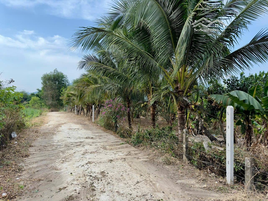 Bán Đất Tại Minh Mạng, Ninh Hiệp, Ninh Hòa, Khánh Hòa, 4 Triệu/M2, 1038 M2