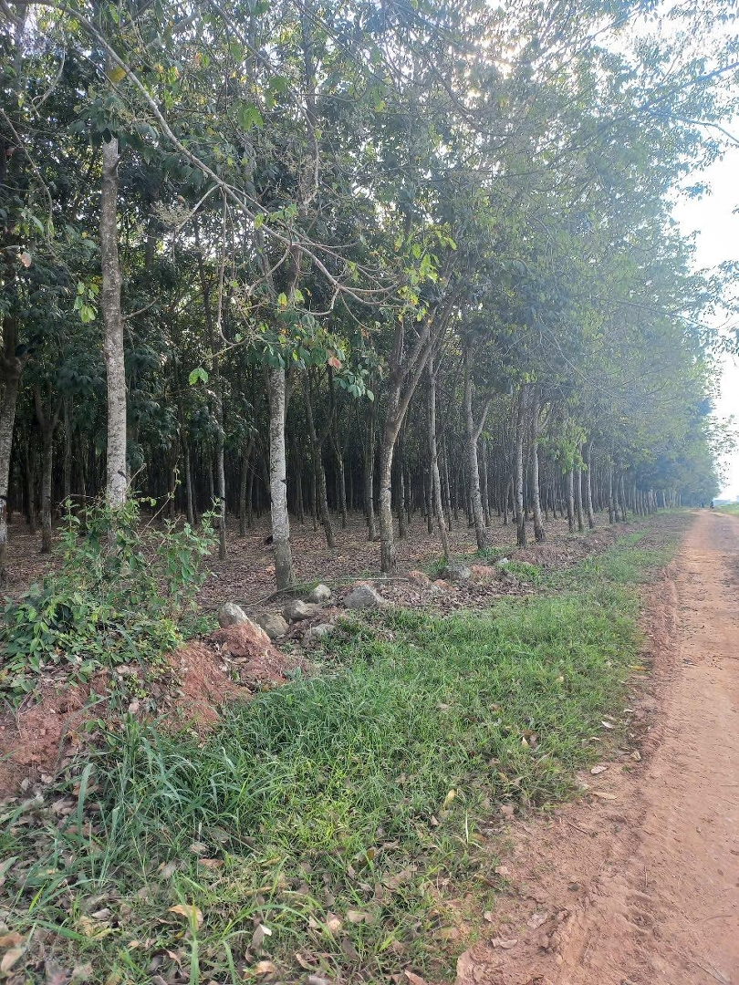 Cho Thuê 7,5 Hecta Quy Hoạch Skc Vị Trí Cụm Công Nghiêp Uyên Hưng