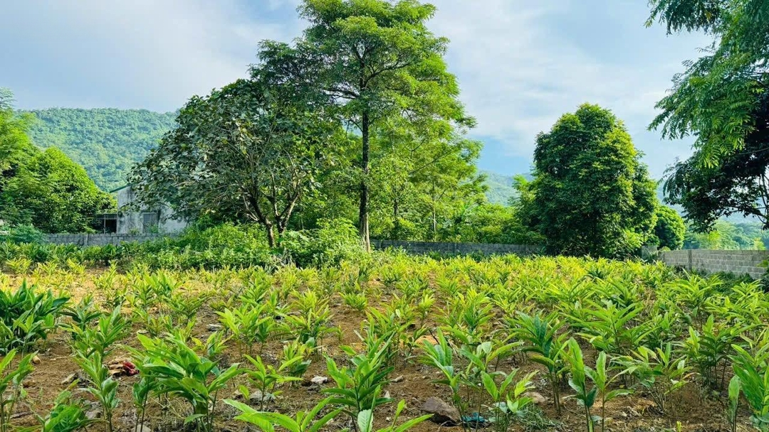 Bán Đất Cư Yên, Lương Sơn, Hoà Bình 1086M2 Lô Góc Vuông Đẹp