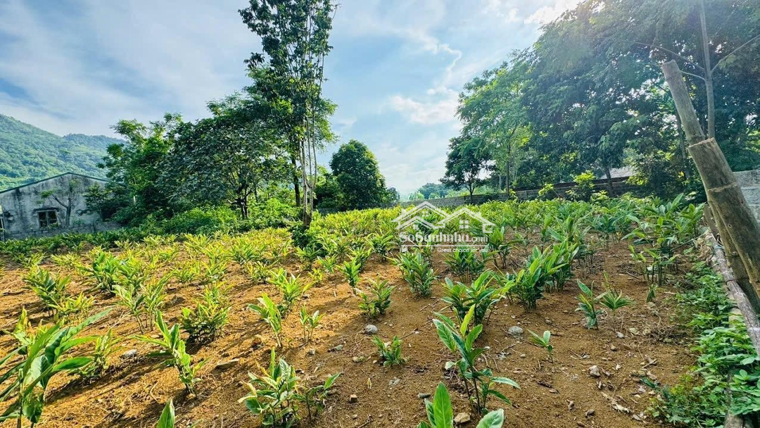 Bán Đất Cư Yên, Lương Sơn, Hoà Bình 1086M2 Lô Góc Vuông Đẹp