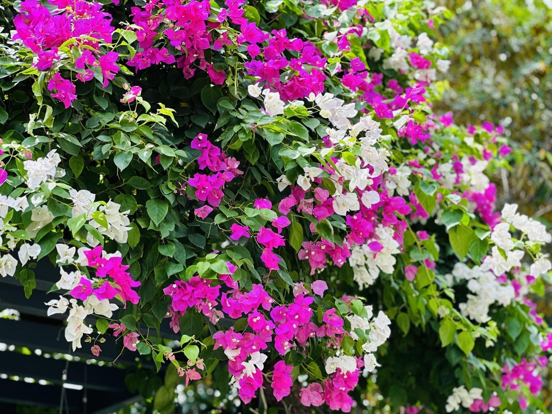 Bán Bt Song Lập Gamuda Gardens Căn Góc Vị Trí Cực Đẹp, 91,5 Tỷ, 305M2, 4 Phòng Ngủ 5 Vệ Sinh Hot!