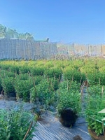 Bán Đất Đẹp 200M2 Tại Xã Hòa Liên, Hòa Vang, Đà Nẵng, Giá Bán 2,2 Tỷ