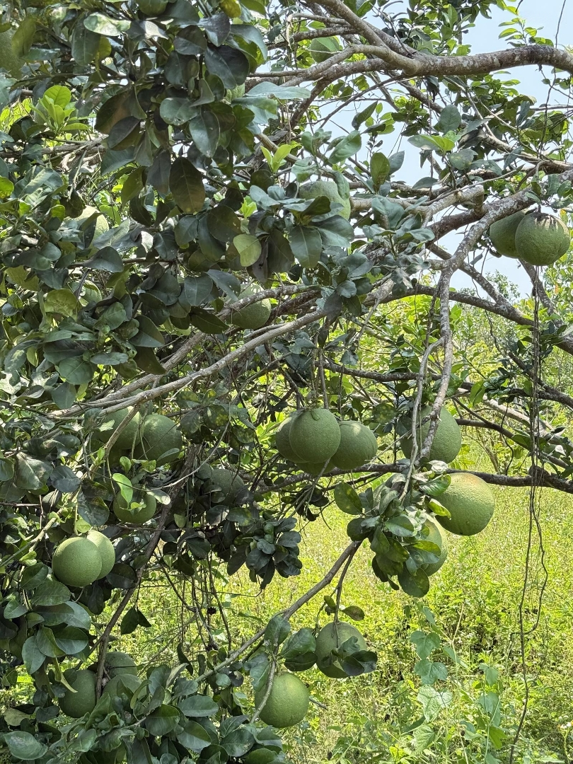 Dạ Kinh Tế Khó Khăn. Gia Đình Em Bán Mảnh Đất Của Gia Đình Ở Thống Nhất Để Lên Thành Phố Sống Ạ