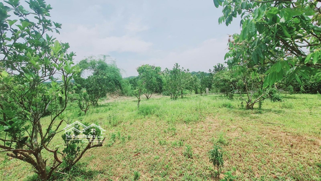 View Cực Phẩm, Đất Bám Suối, Có Ao Có Nhà, Sẵn Nhiều Cây Ăn Quả Và Cây Bóng Mát Lâu Năm