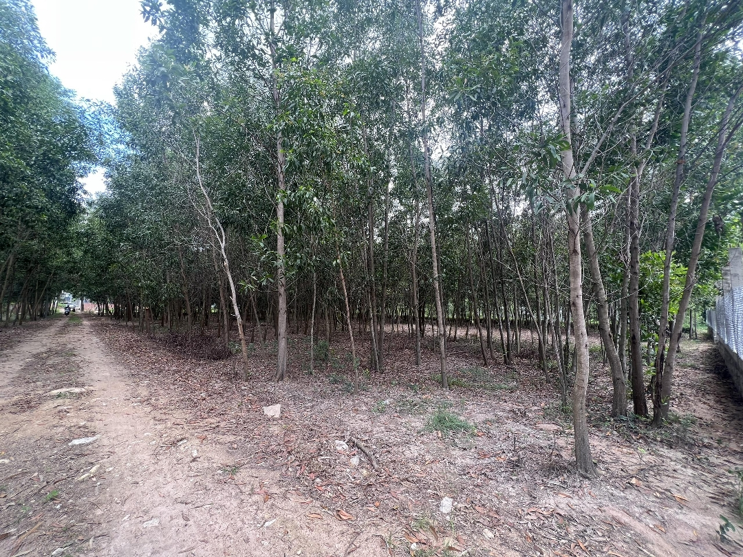 Chính Chủ Cho Thuê Đất Tại Tân Thành, Phú Mỹ, Vũng Tàu - Giá Thương Lượng - Phù Hợp Làm Kho Xưởng