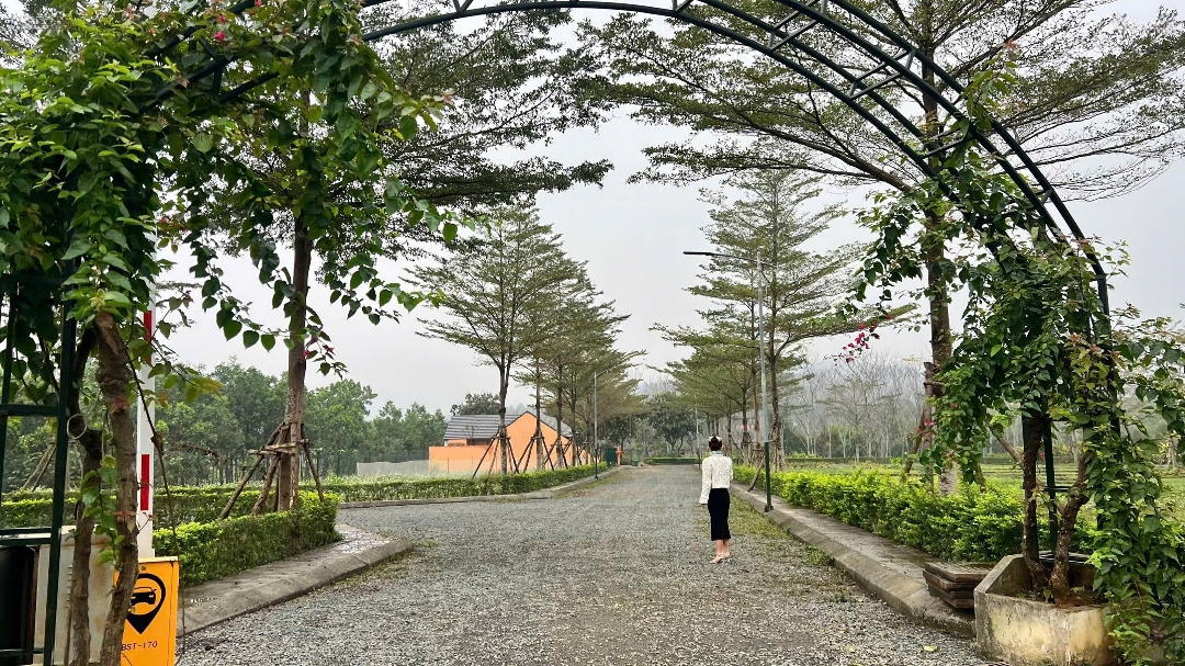 Cần Bán Nhanh Lô Góc 317M2 Có 3 Mặt Tiền Tại Đồng Vàng - Phú Mãn. Bao Giá. Liên Hệ: 0989152679