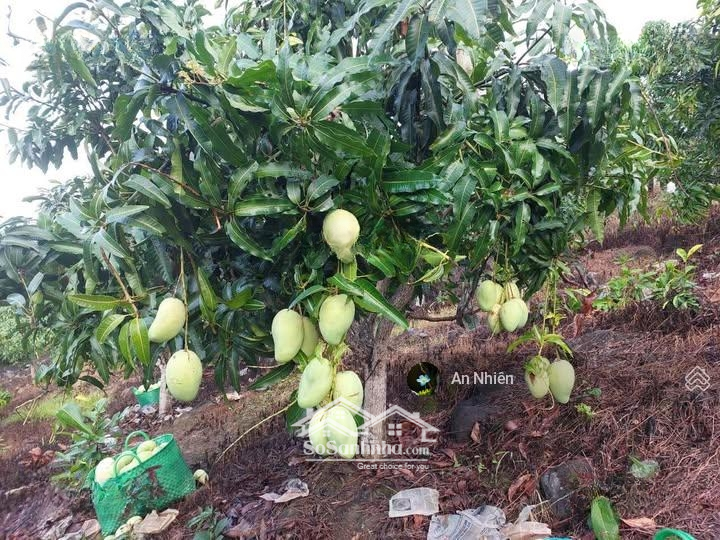 Đầu Tư Tăng Giá Cao Đất Vườn Định Quán, Giáp Suối Trong Lành, Chỉ 300 Triệu/Sào