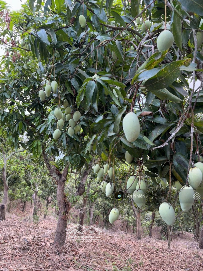 Đầu Tư Tăng Giá Cao Đất Vườn Định Quán, Giáp Suối Trong Lành, Chỉ 300 Triệu/Sào