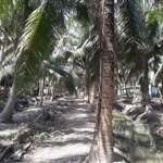 Bán đất vườn dừa