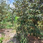 vườn sầu riêng, chuối 2,2 sào ở thôn 1 Lộc Nam giá 760 triệu