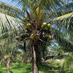 Bán đất vườn dừa chính chủ đang thu hoạch