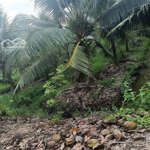 bán đất vườn dừa đang thu hoạch 2 mặt tiền tại châu bình, giồng trôm, bến tre