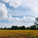 bán lô đất trồng lúa, dt hơn 3200m2 tặng thêm cái nhà gần ql50 thuộc xã tân trung, thị xã gò công