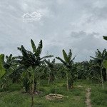 Cần bán đất nông nghiệp 727 m2, giá 4,5 tỷ, Tỉnh Bình Thuận