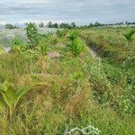 Bán Vườn trồng cây ăn trái 1 năm tuổi Chôm,Dừa,Cau,Khóm