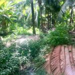 Bán Gấp 1300m2 Vườn Dừa Xiêm Lùn 10 năm tuổi đang cho trái xã Sơn Phú - Giồng Trôm - Bến Tre; 650Triệu/Trọn Thửa(TL chủ)
