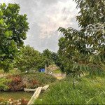 Vườn sầu riêng 310 triệu ở Chơn Thành, Bình Phước