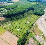 chủ kẹt tiền cần bán gấp 2500m2 đất trồng cây mt đường ql14g cách ủy ban xã 500m