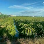 3 công đất Mt đường Lê Văn Cảng, xã An Vĩnh Ngãi TP Tân An. Cách vành đai 1,7 km