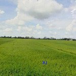 bán đất lúa: 12.500m2 (mặt tiền 8m, nở hậu) đường nhựa 3.5m, xã láng biển, h tháp mười, đồng tháp