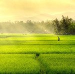 bán đất view cánh đồng siêu đẹp,đường bê tông oto vào tận nơi.khu dân cư đông đúc