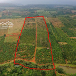 3,6 ha 1600 trụ tiêu, 600 cà phê, bơ 034