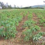 hàng hiếm 18,5ha đất cln tại tân lập, tân biên. chỉ 1,6 triệu/m2, pháp lý đầy đủ sẵn sang tên