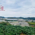 cuối năm bán gấp lô đất tâm huyết 270m2 view thông không che chắn, gần trung tâm đà lạt 7 tỷ tl