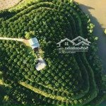 cần bán 1,5ha_có 336m ont_hình trái tim_tặng 500 cây bưởi và vườn ăn trái_lạc sơn hoà bình_2,x tỷ