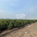 đất chính chủ 65x150m (9.430m2), mt kênh 1 làng mai bình lợi