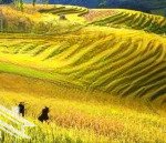 bán đất 300m2, giá cực chất tại cầu thia, nghĩa lộ, yên bái