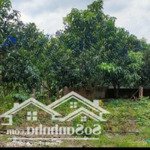 bán hơn 4ha đất vườn xoài đang thu hoạch gần 1 tỷ/ năm giá bán 16 tỷ lh 0933725660